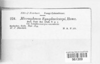 Microsphaera symphoricarpi image